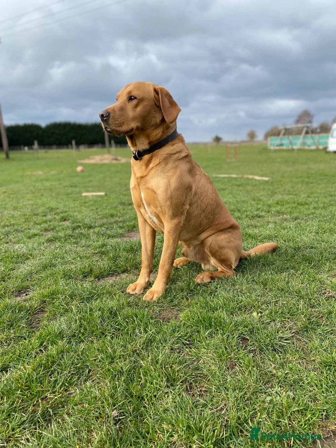 Labrador Retriever dogs for sale: Kc registered labradors - Advert 2