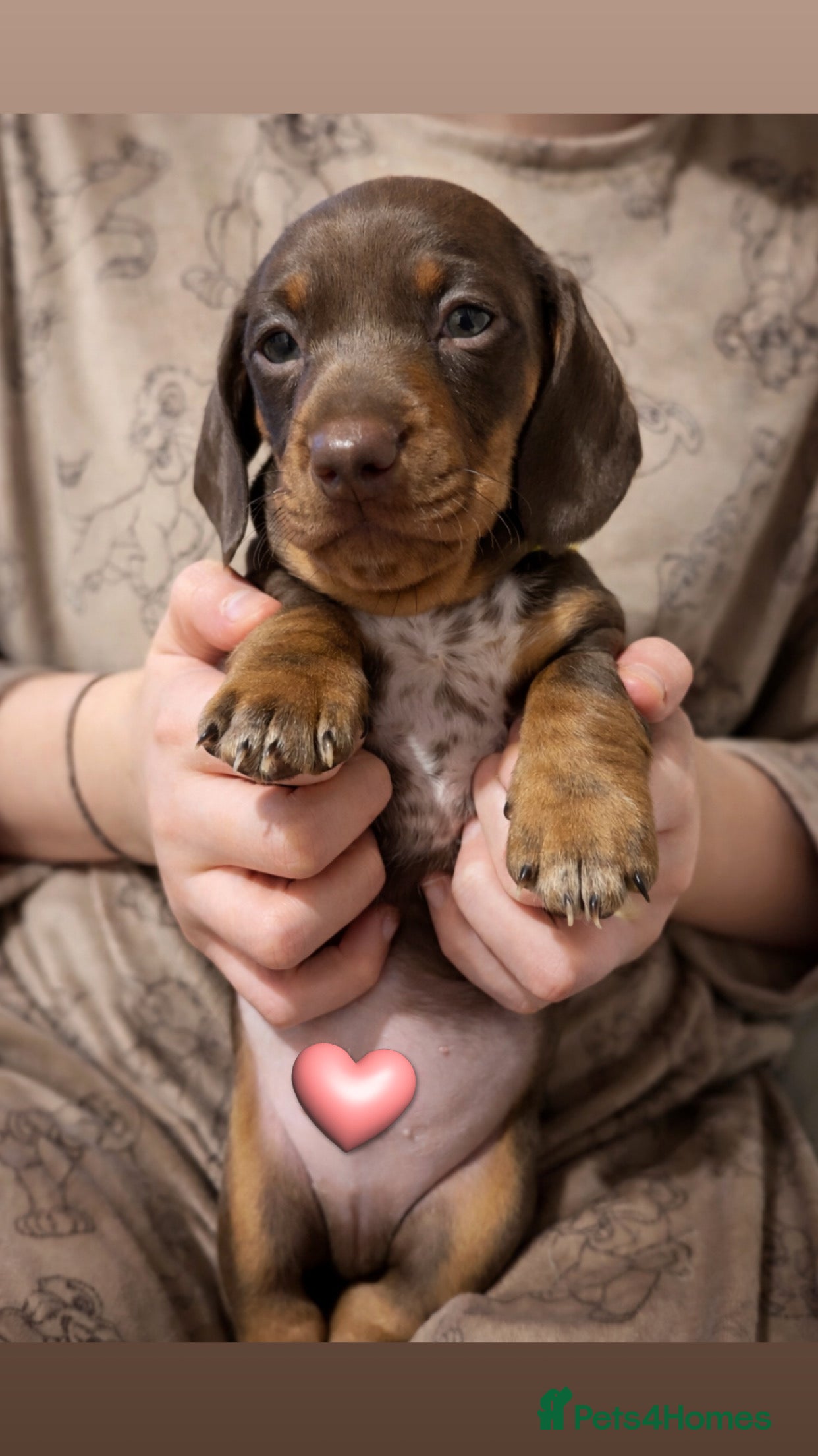 Dachshund dogs 💎 Last 2 Quality Mini Dachshunds – Ready Soon 💎 - Advert 3