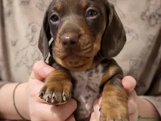 Dachshund dogs 💎 Last 2 Quality Mini Dachshunds – Ready Soon 💎 - Advert 3