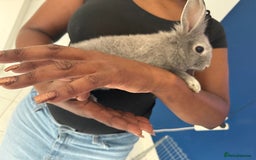 English Lop rabbits for sale: 2 baby bunnies  - Image 3