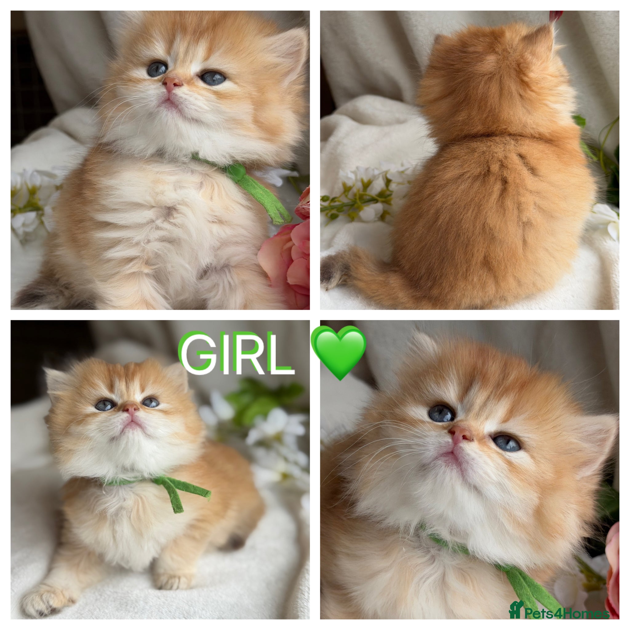 British Shorthair cats for sale: British shorthair golden adorable kitten GCCF  - Advert 2