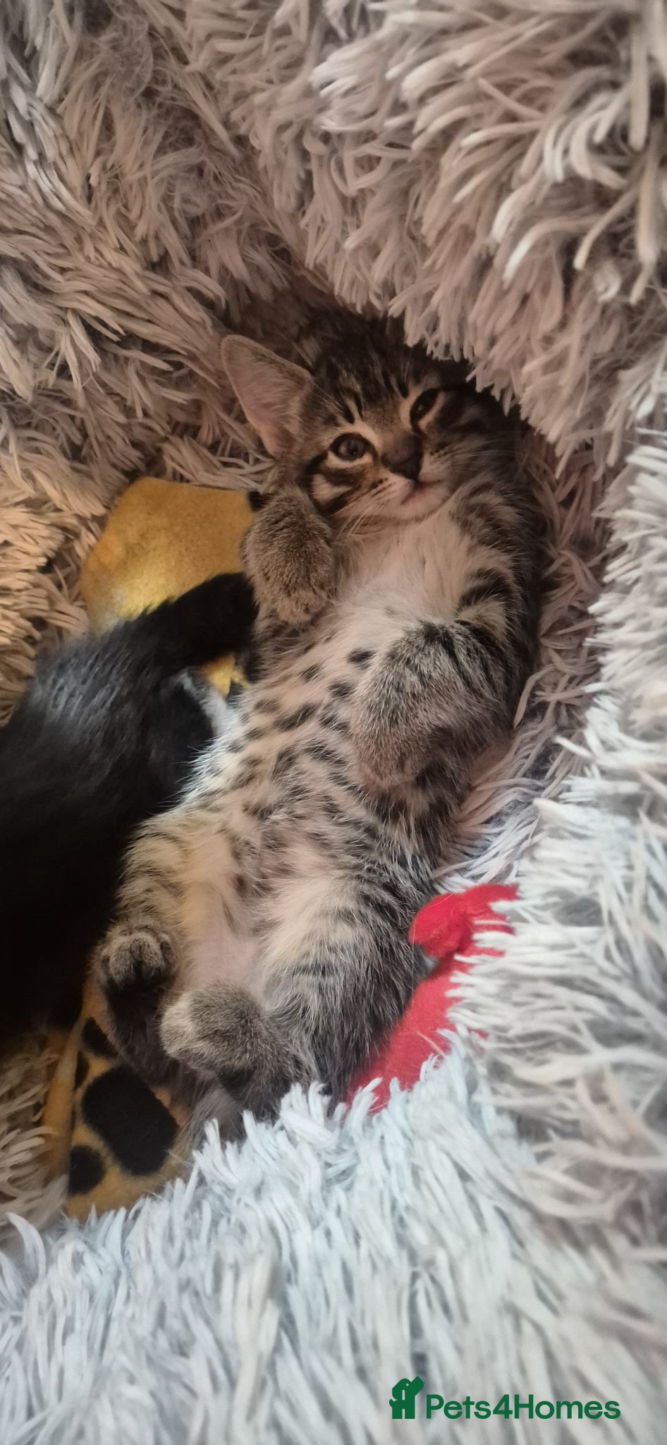 Mixed Breed cats Kitten for rehoming  - Advert 8