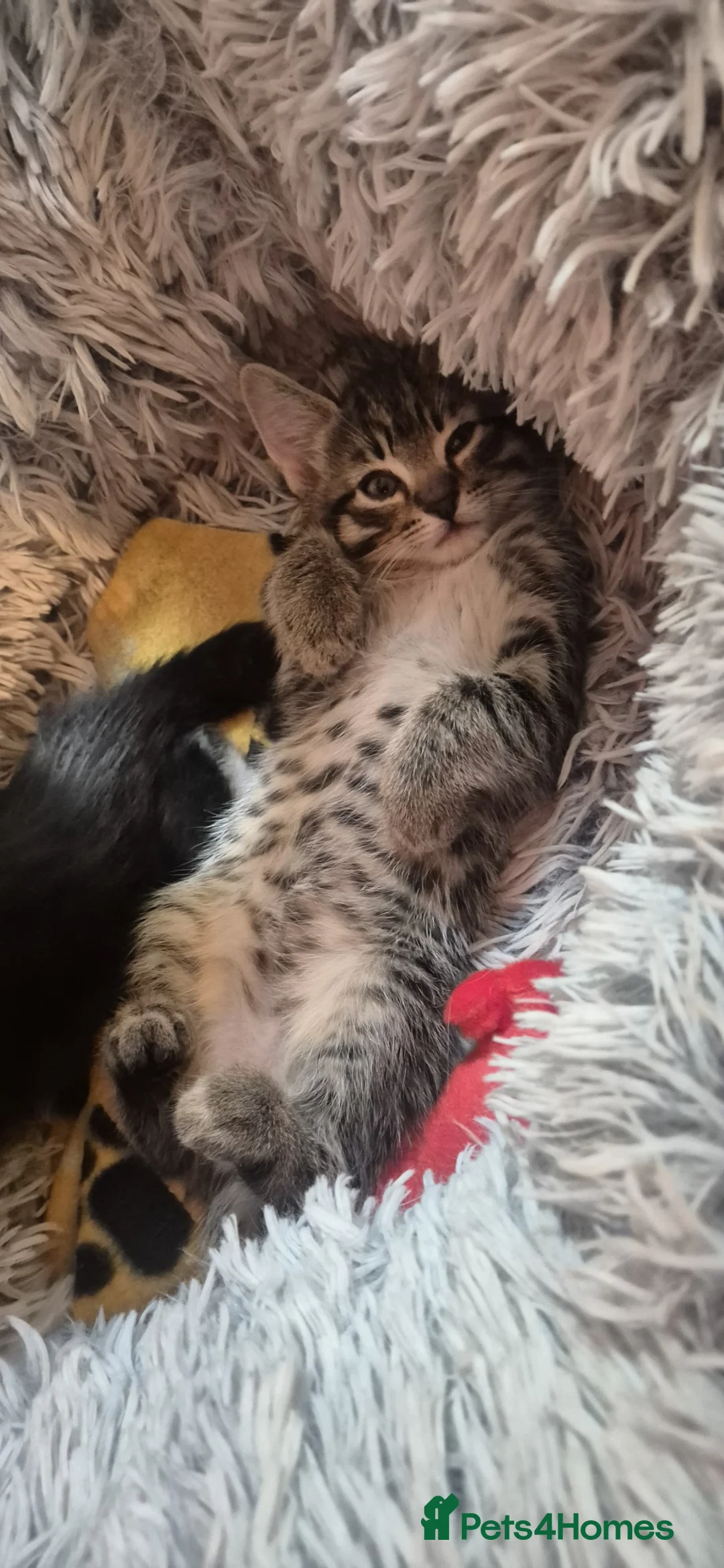 Mixed Breed cats for sale: Kitten 9 weeks old £80 - Advert 1