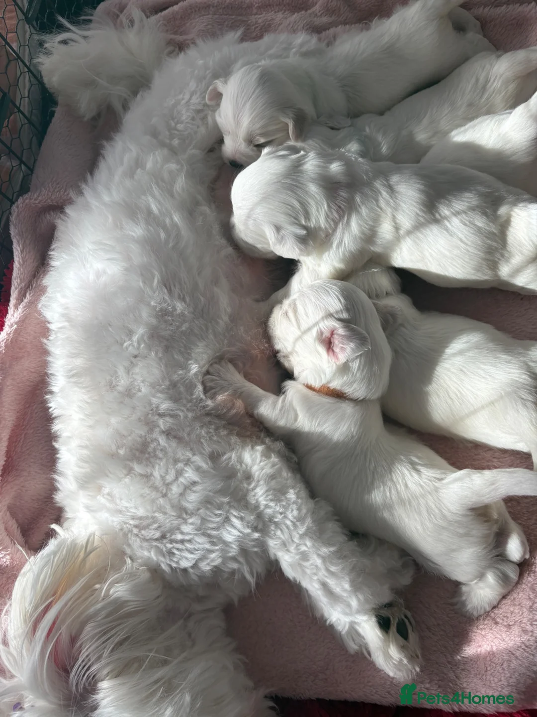 Maltese dogs for sale: Maltese puppies - Advert 1