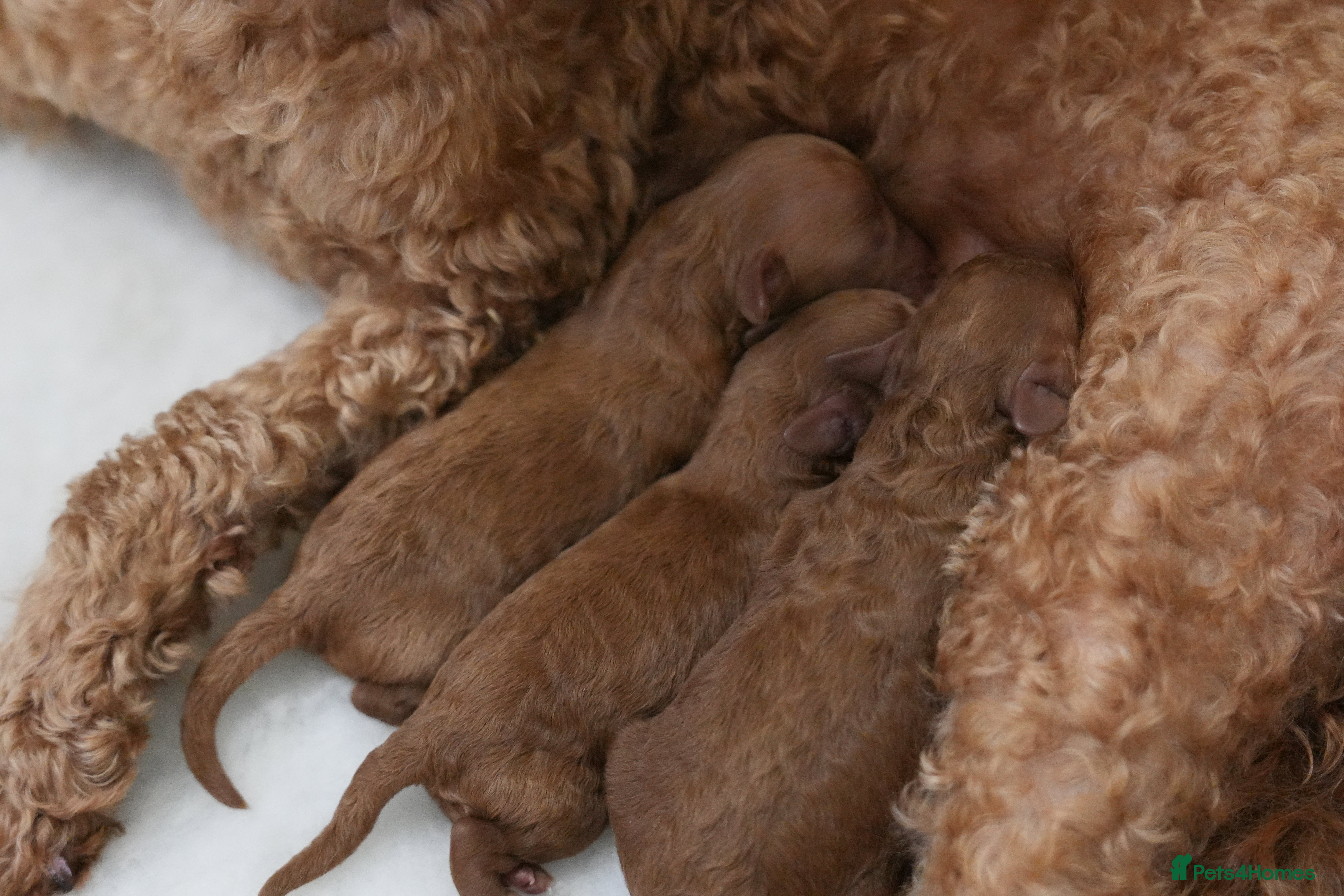 Mixed Breed dogs TOY X MINIATURE POODLE PUPPIES - RED - Advert 1