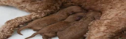 Mixed Breed dogs for sale: TOY X MINIATURE POODLE PUPPIES - RED - Advert 3