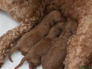 Mixed Breed dogs TOY X MINIATURE POODLE PUPPIES - RED - Advert 1