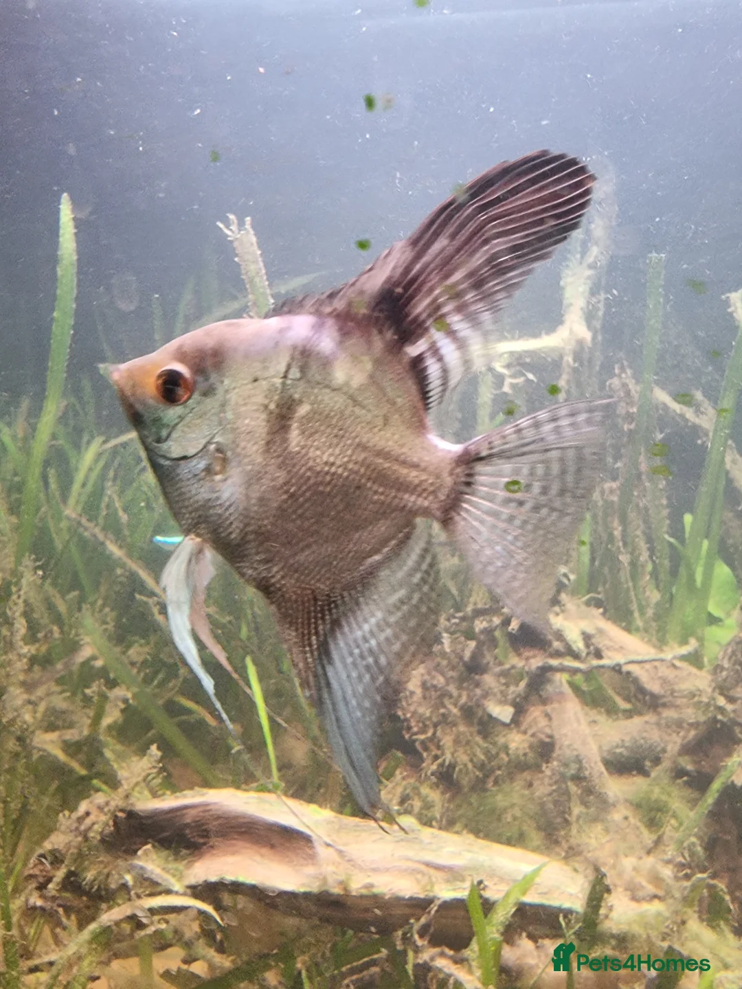 Cichlids fish for sale: Tropical fish - Advert 7