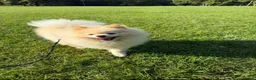 Pomeranian dogs for sale: Gorgeous Pomeranian  - Advert 8