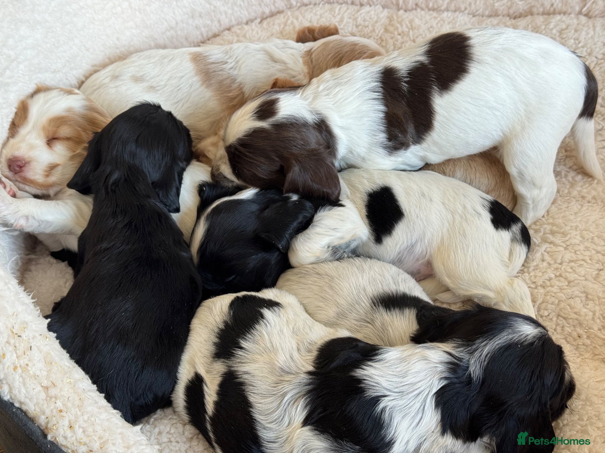 Cocker Spaniel dogs 100% SHOWTYPE KC REGISTERED COCKER SPANIELS - Advert 2