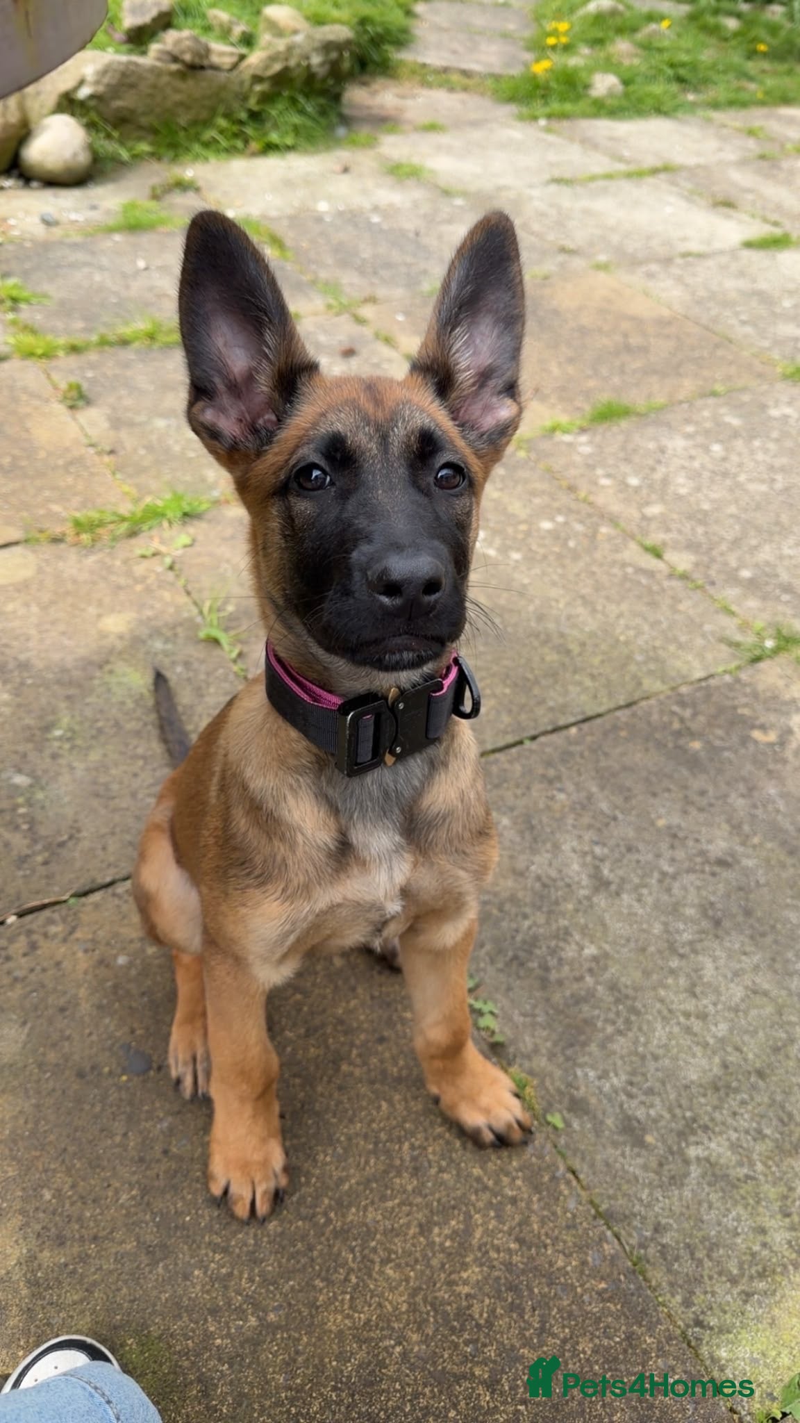 Belgian Shepherd Dog dogs Dutch herder Female BRN 56036 - Advert 2