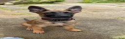 Belgian Shepherd Dog dogs for sale: Dutch herder Female BRN 56036 - Advert 2