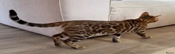 Bengal cats for sale: The last kitten: affectionate Bengal boy ❤️ - Advert 4