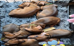 Dachshund dogs for sale: Stunning standard smooth haired dachshunds - Image 2