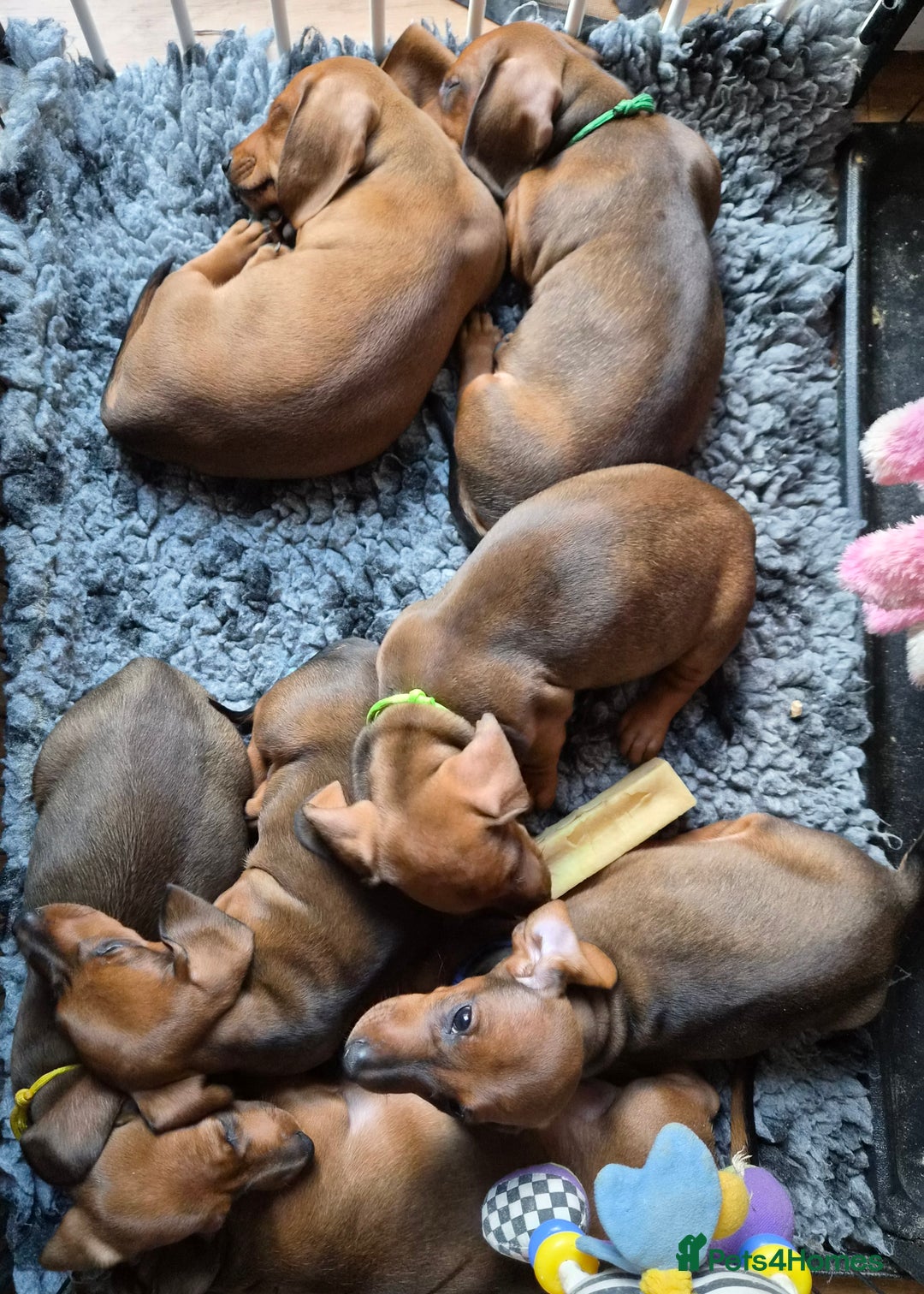 Dachshund dogs for sale: Stunning standard smooth haired dachshunds - Image 2
