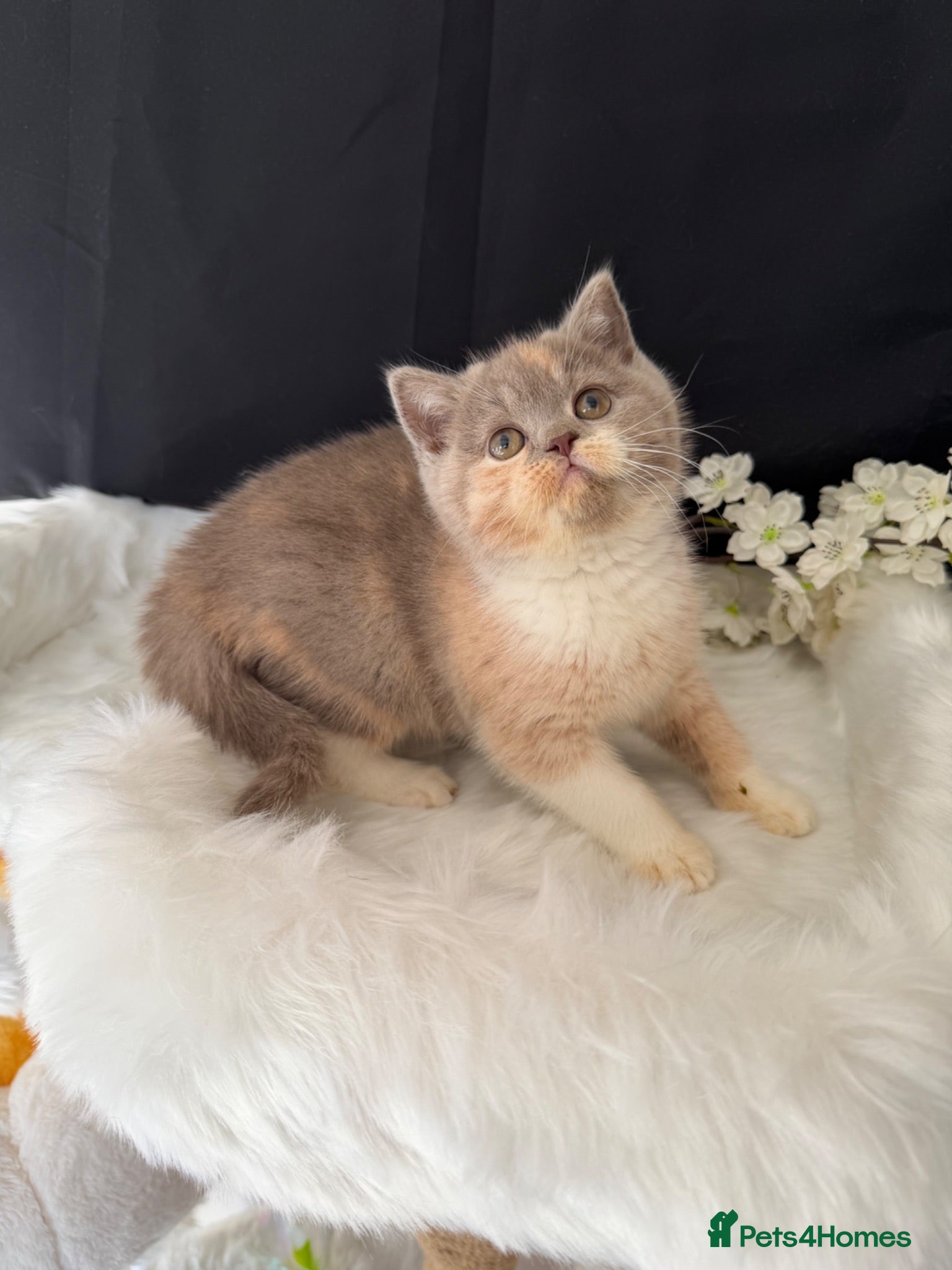 British Shorthair cats Full Pedigree/Registered BSH from £995 - Advert 1