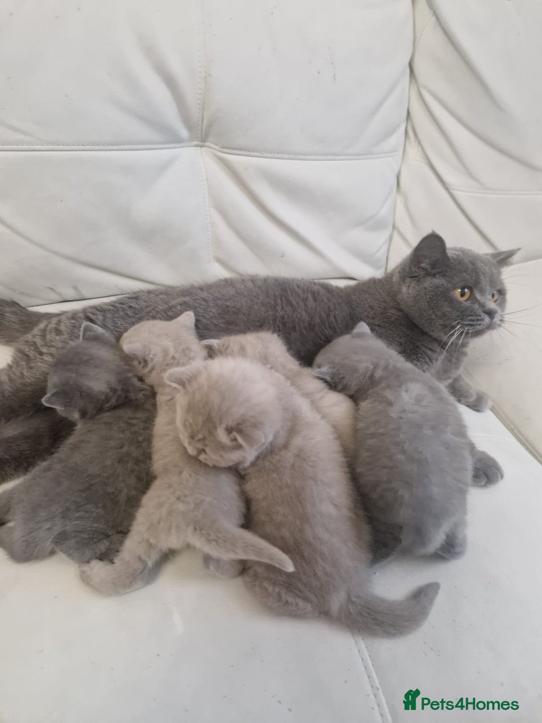 British Shorthair cats for sale: British Shorthair Kittens Blue and Lilac. - Advert 25