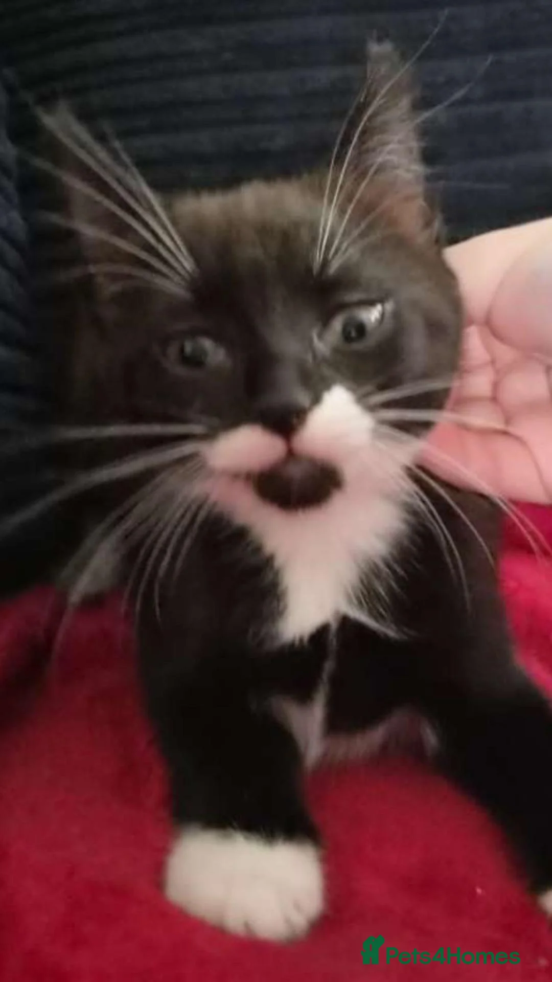 Mixed Breed cats for sale: 8 week old kittens - Advert 2