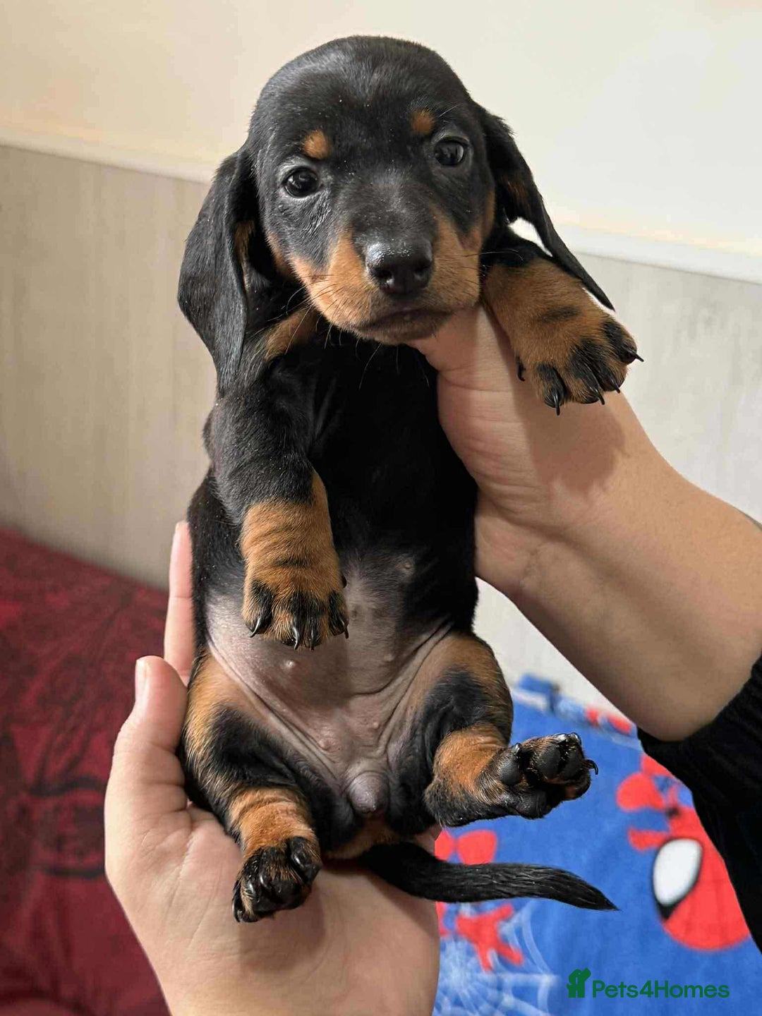 Miniature Dachshund dogs for sale: Puppies 🐶  - Advert 25