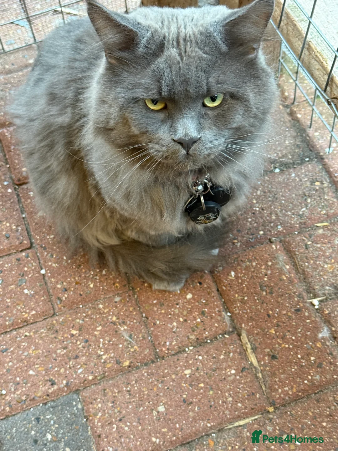 Maine Coon cats for sale: Loving home - Russian blue diamond - Advert 2