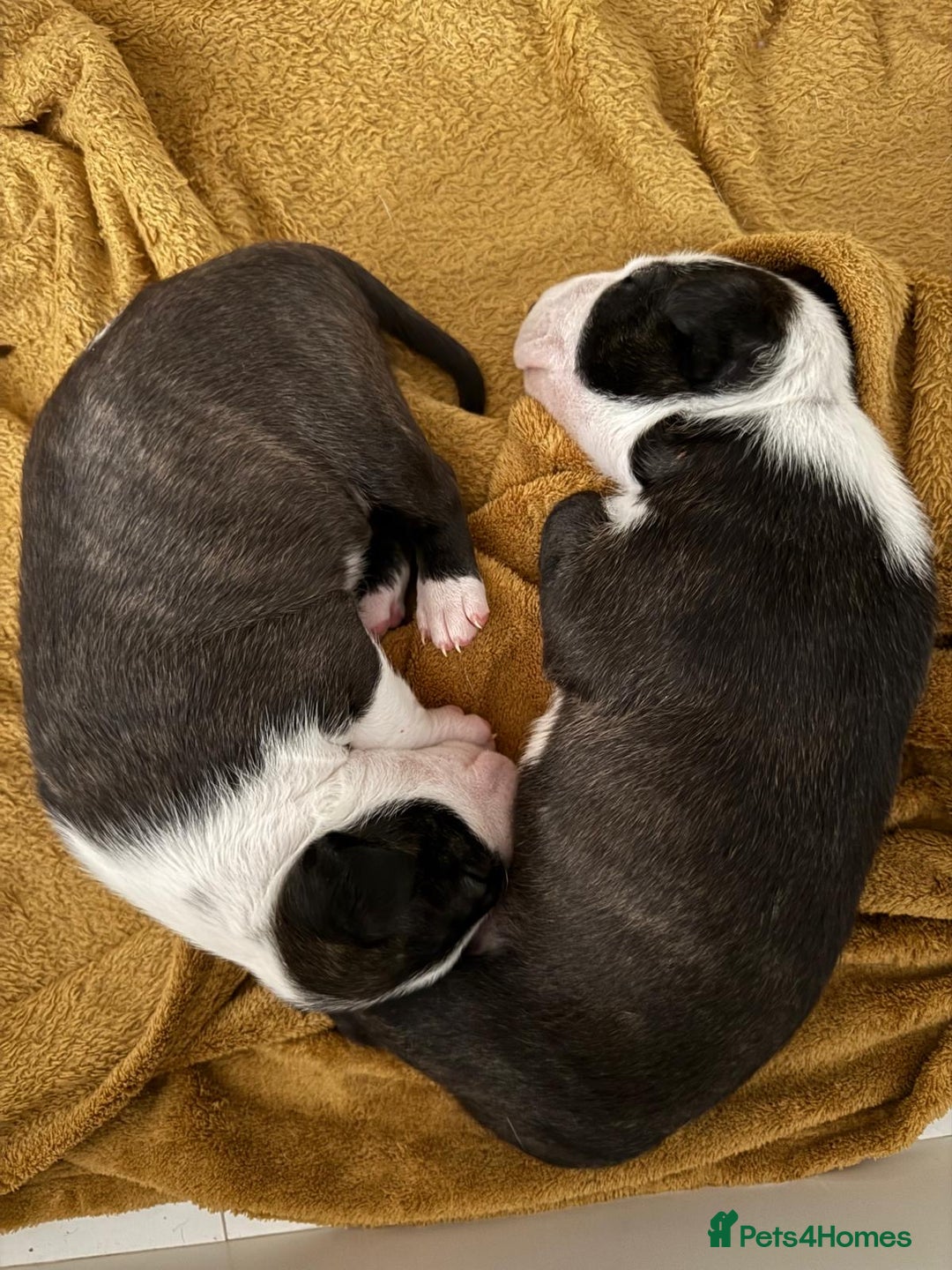 English Bull Terrier dogs for sale: English bull terrier puppies  - Image 5