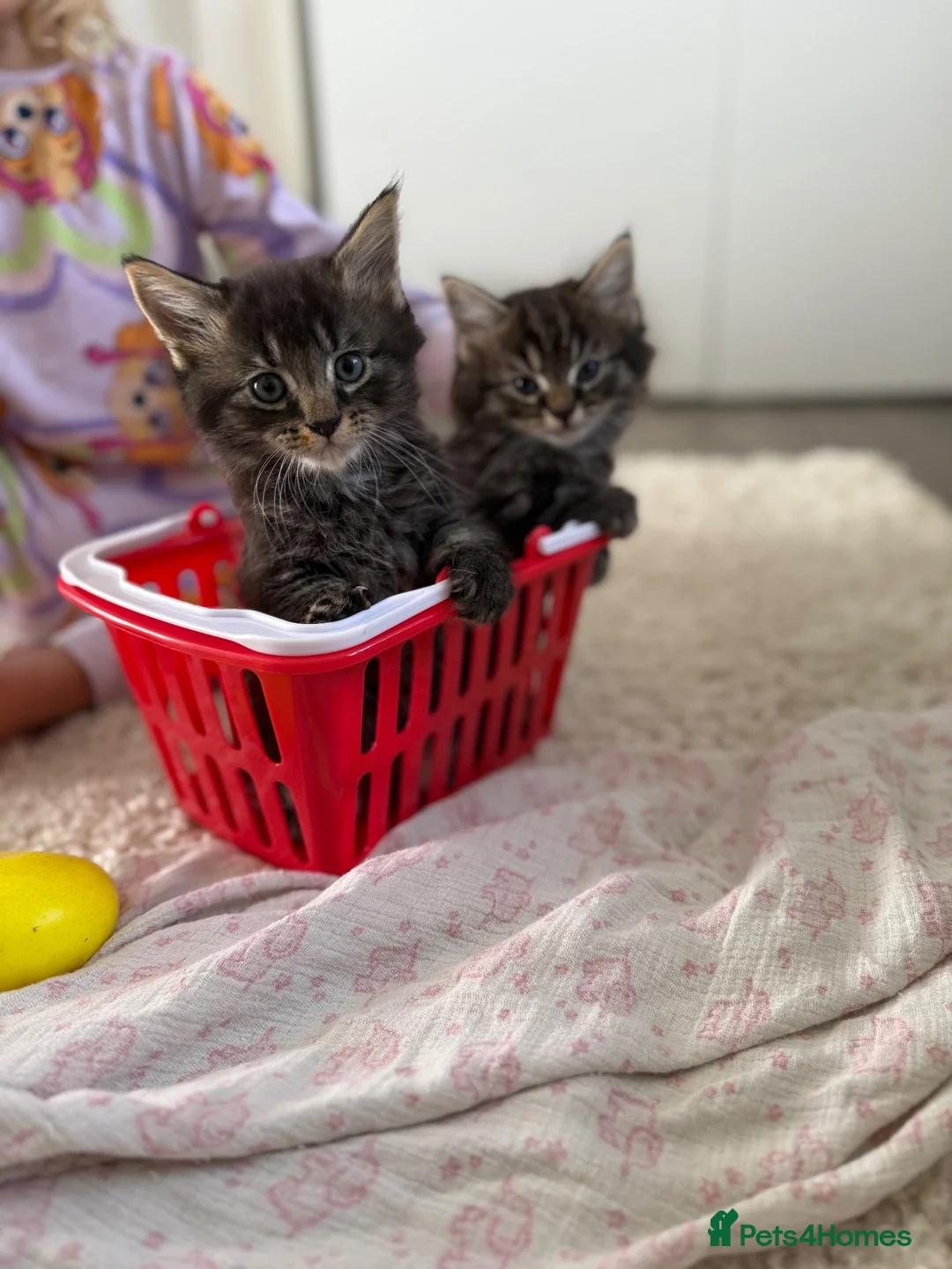 Mixed Breed cats for sale: Maine coon cross mixed  - Advert 4