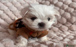 Maltese dogs for sale: ✨💫Tiny Exquisite Bambelina Maltese 💫✨ - Image 10