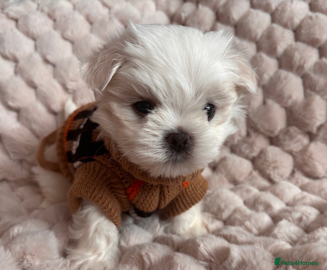Maltese dogs for sale: ✨💫Tiny Exquisite Bambelina Maltese 💫✨ - Image 10