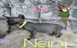 Sphynx cats for sale: 💙LITTLE BOY🩵Sphynx Kitten🩵TESTED 🐈  - Image 11