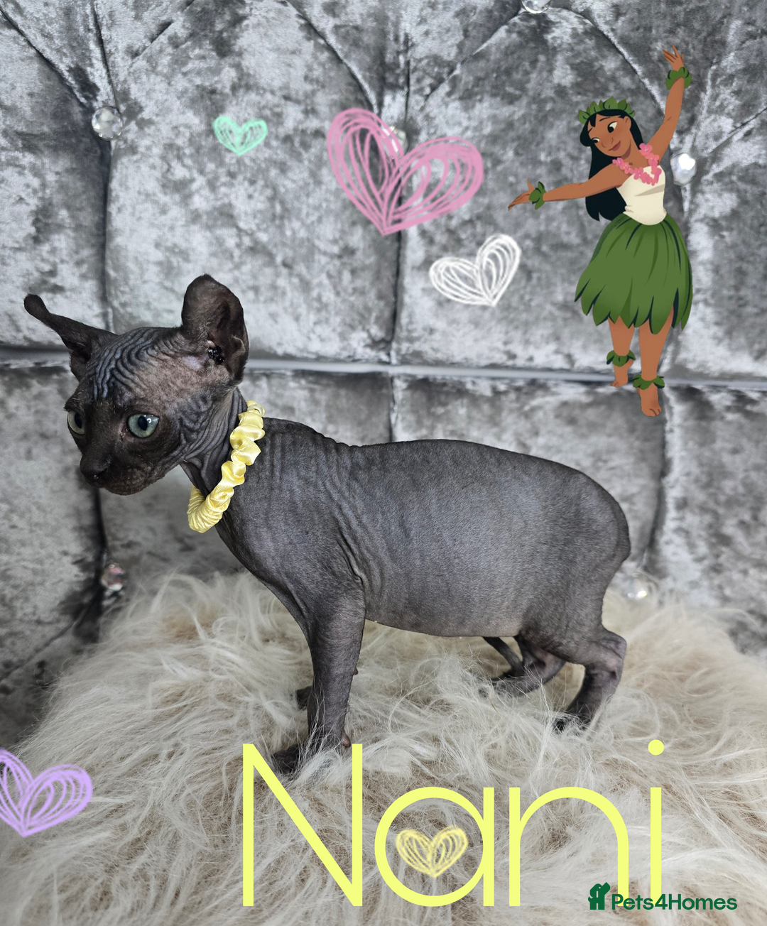 Sphynx cats for sale: 💙LITTLE BOY🩵Sphynx Kitten🩵TESTED 🐈  - Image 11