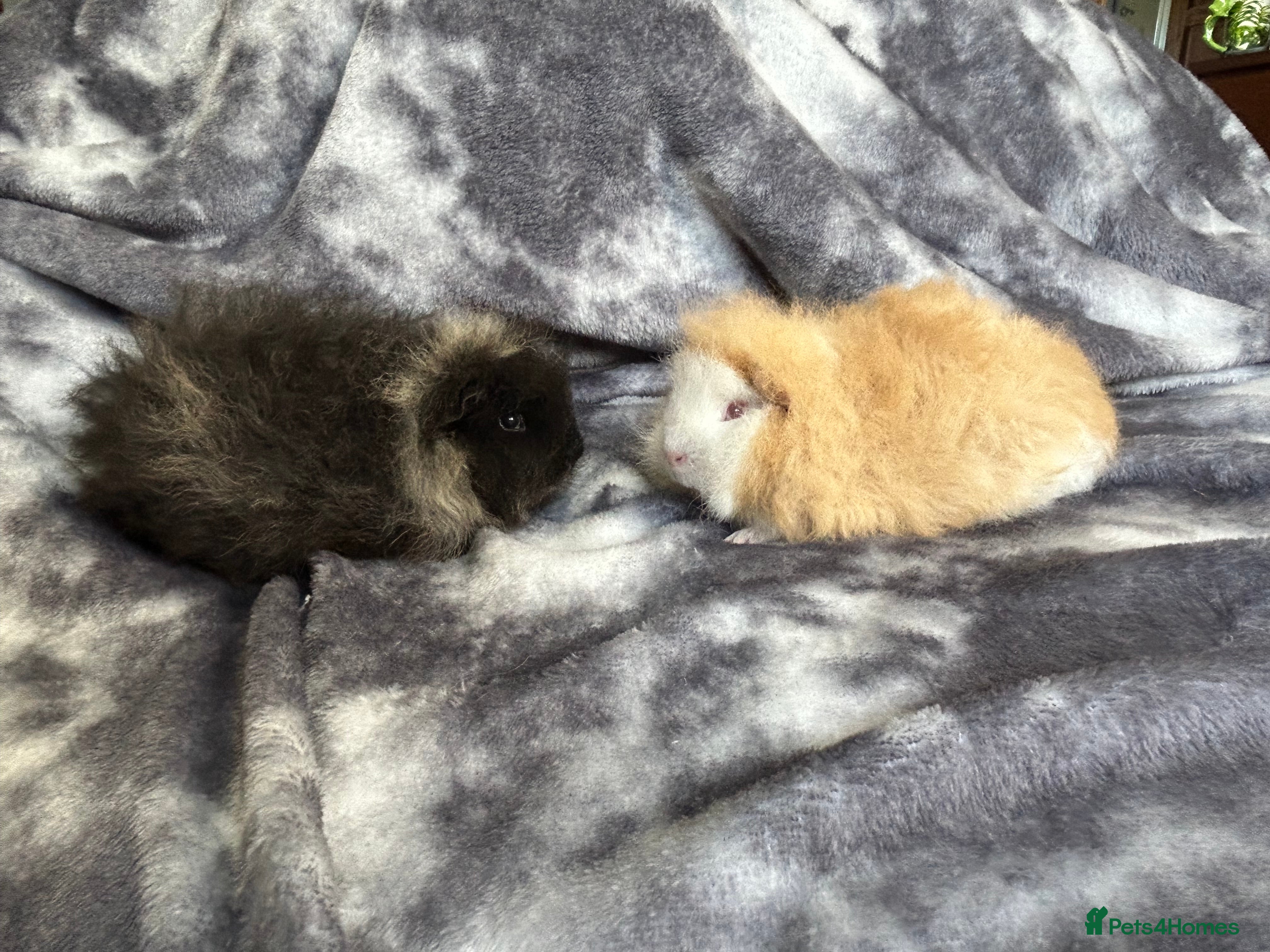 Guinea Pig rodents Swiss baby Guinea pigs  - Advert 1