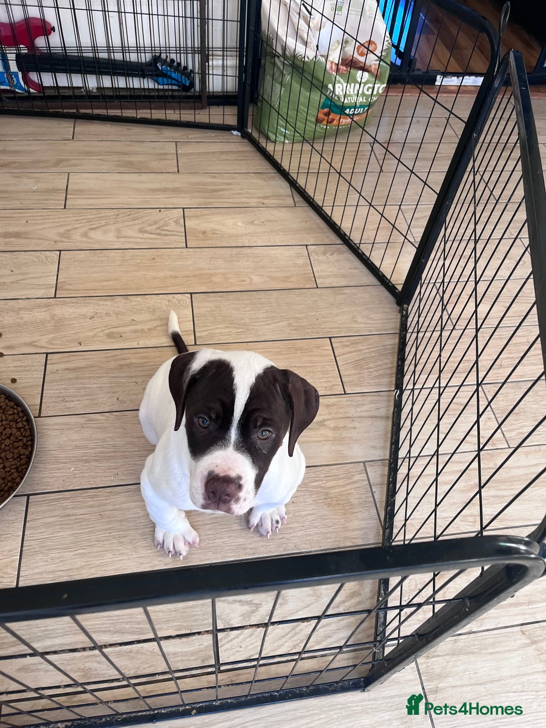 Presa Canario dogs for sale: BANE PRESA CANARIO 2 years old male  - Image 7