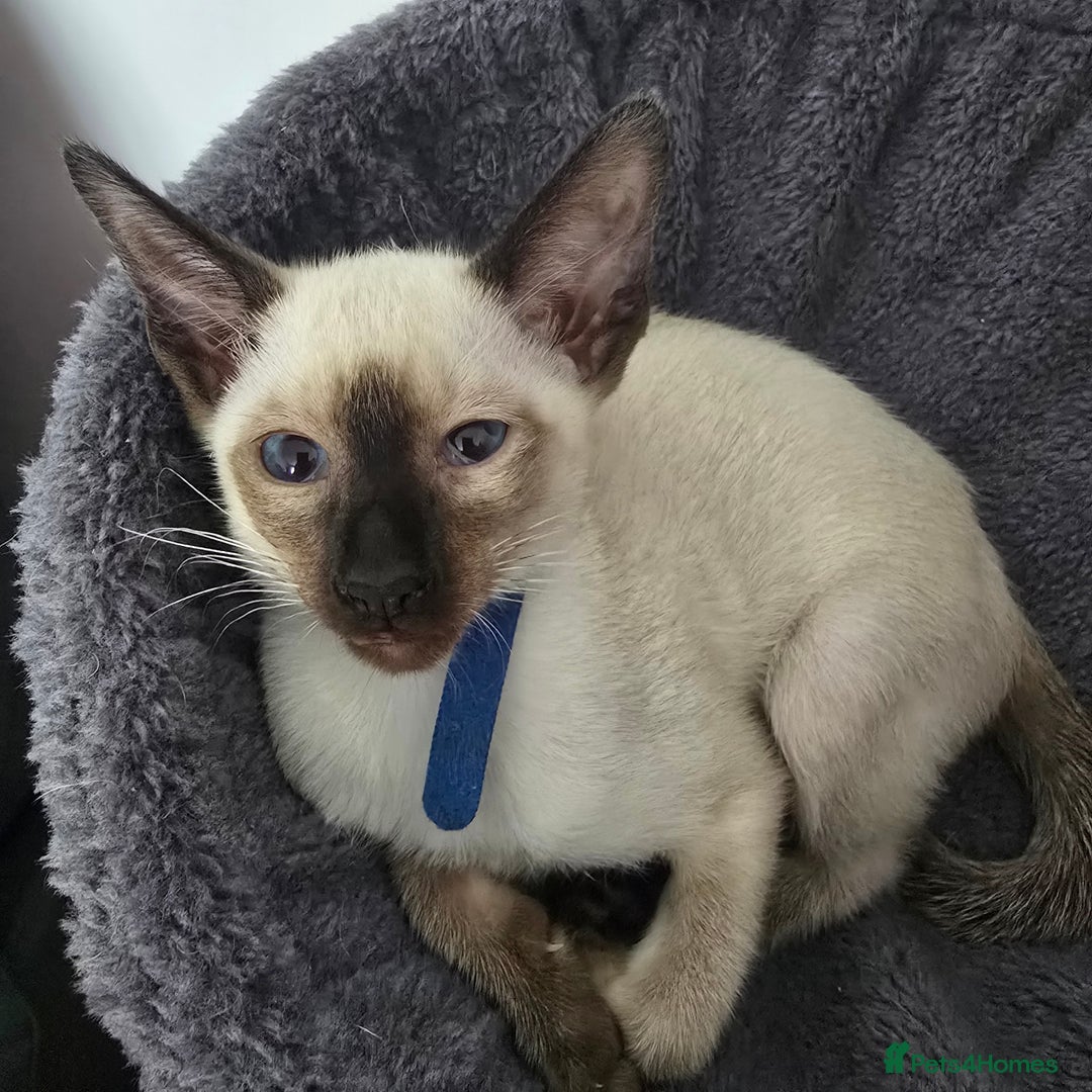 Siamese cats for sale: Four gorgeous girls - Image 12