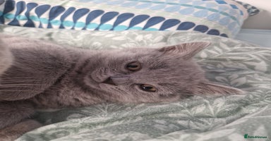British Shorthair cats - Advert 14