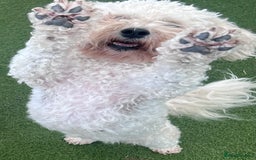 Poochon dogs for sale: *Stunning Poochon puppies* - Image 10