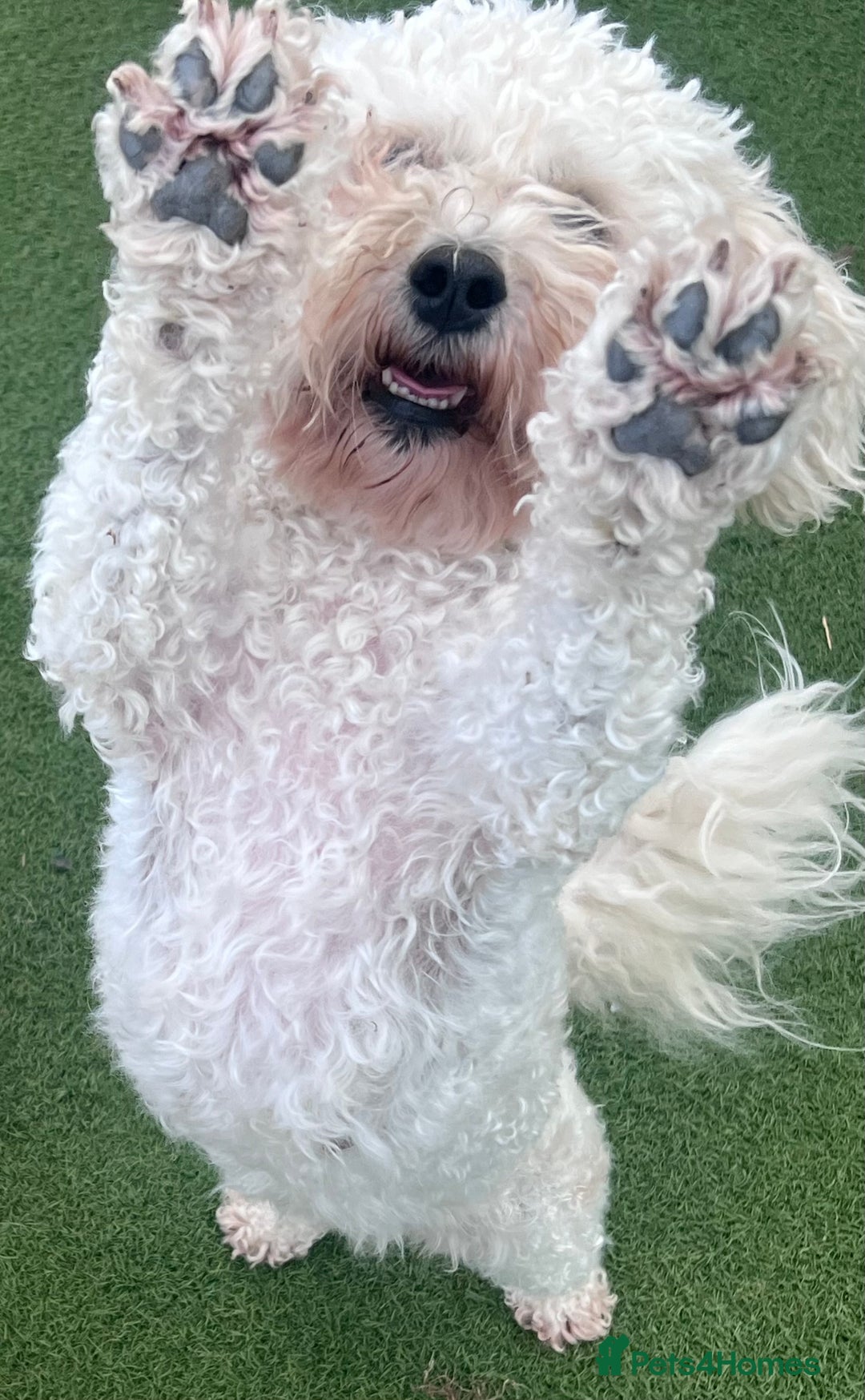 Poochon dogs for sale: *Stunning Poochon puppies* - Image 10