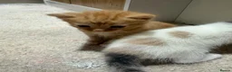 Mixed Breed cats for sale: Four kittens for sale. in Rugeley - Advert 15