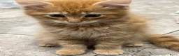 Mixed Breed cats for sale: Beautiful Friendly Kittens Ready for Loving Homes - Advert 25