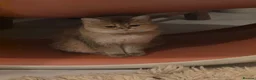 British Shorthair cats for sale: Rare British Shorthair Golden Chinchilla Cat 2yrs - Advert 2