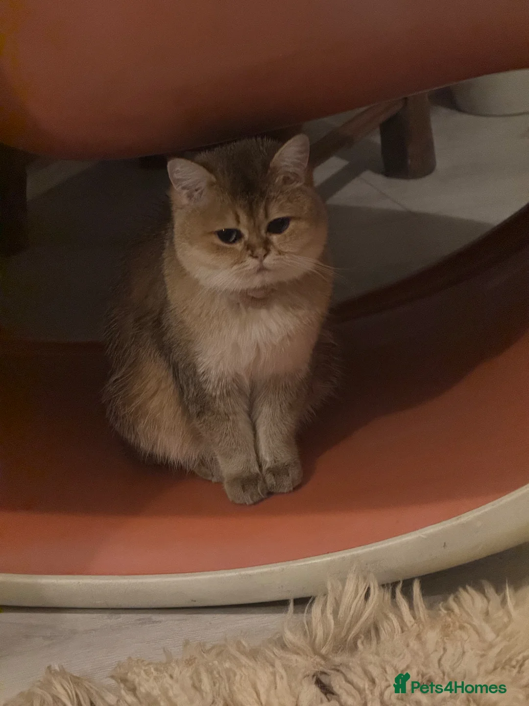British Shorthair cats for sale: Rare British Shorthair Golden Chinchilla Cat 2yrs - Advert 2