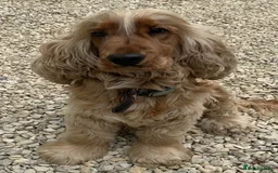 Cocker Spaniel dogs for sale: Exceptional Golden KC Show Cocker Spaniels in Chepstow - Image 11