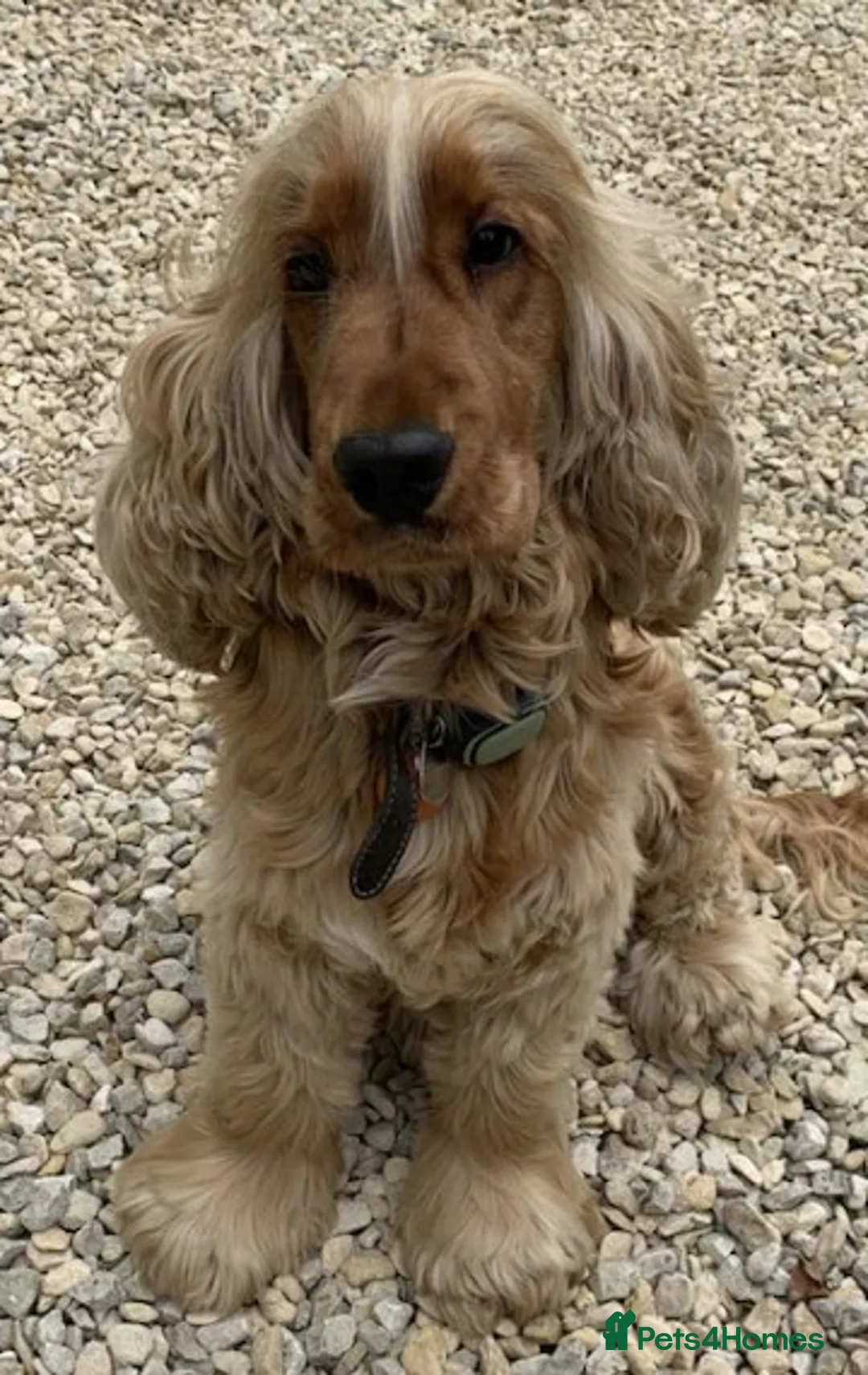 Cocker Spaniel dogs for sale: Exceptional Golden KC Show Cocker Spaniels in Chepstow - Image 11