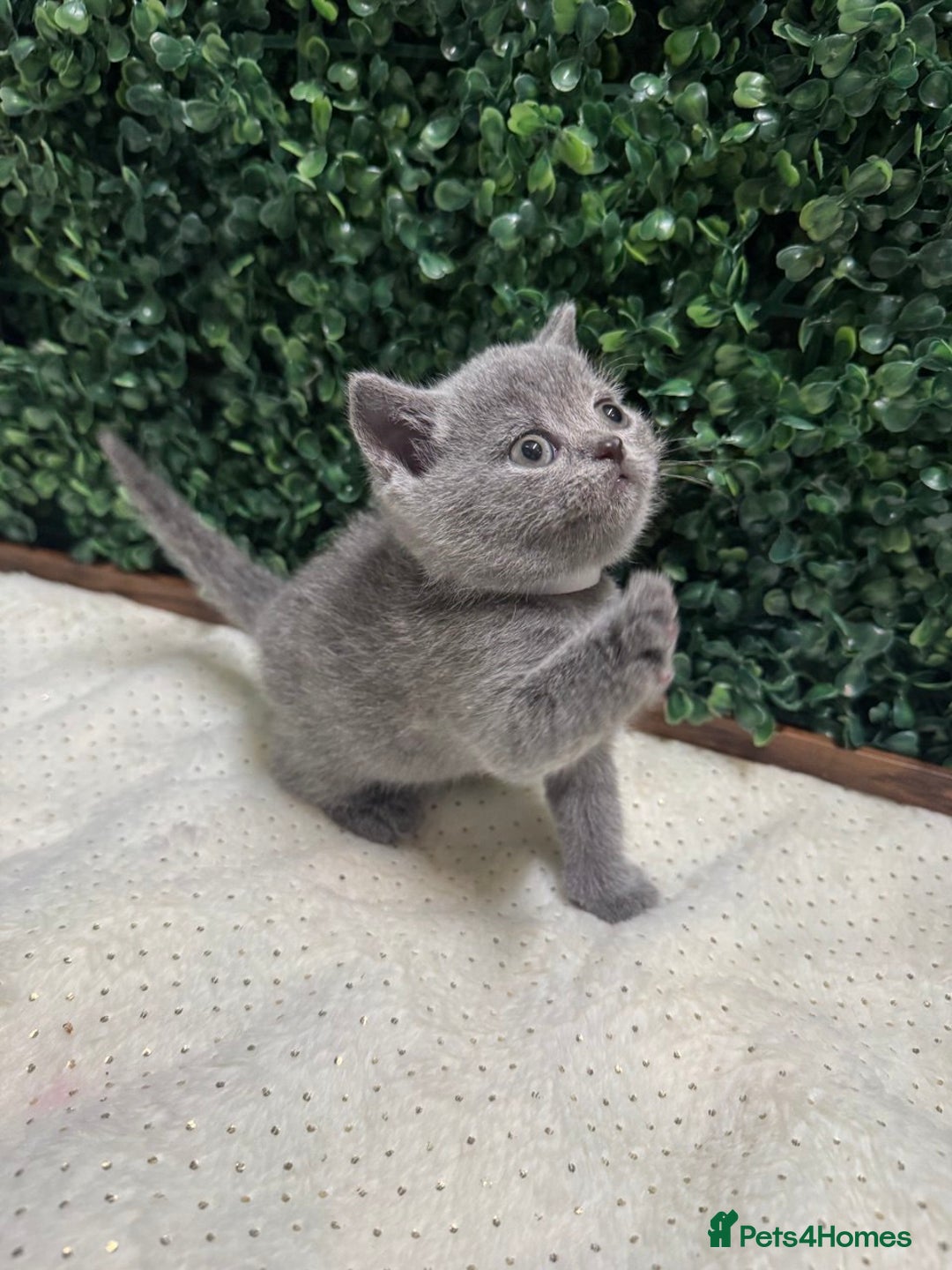 British Shorthair cats for sale: 💕British Shorthair Blue Kittens💕 - Advert 8