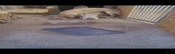 Labrador Retriever dogs for sale: Labrador puppies - Advert 9