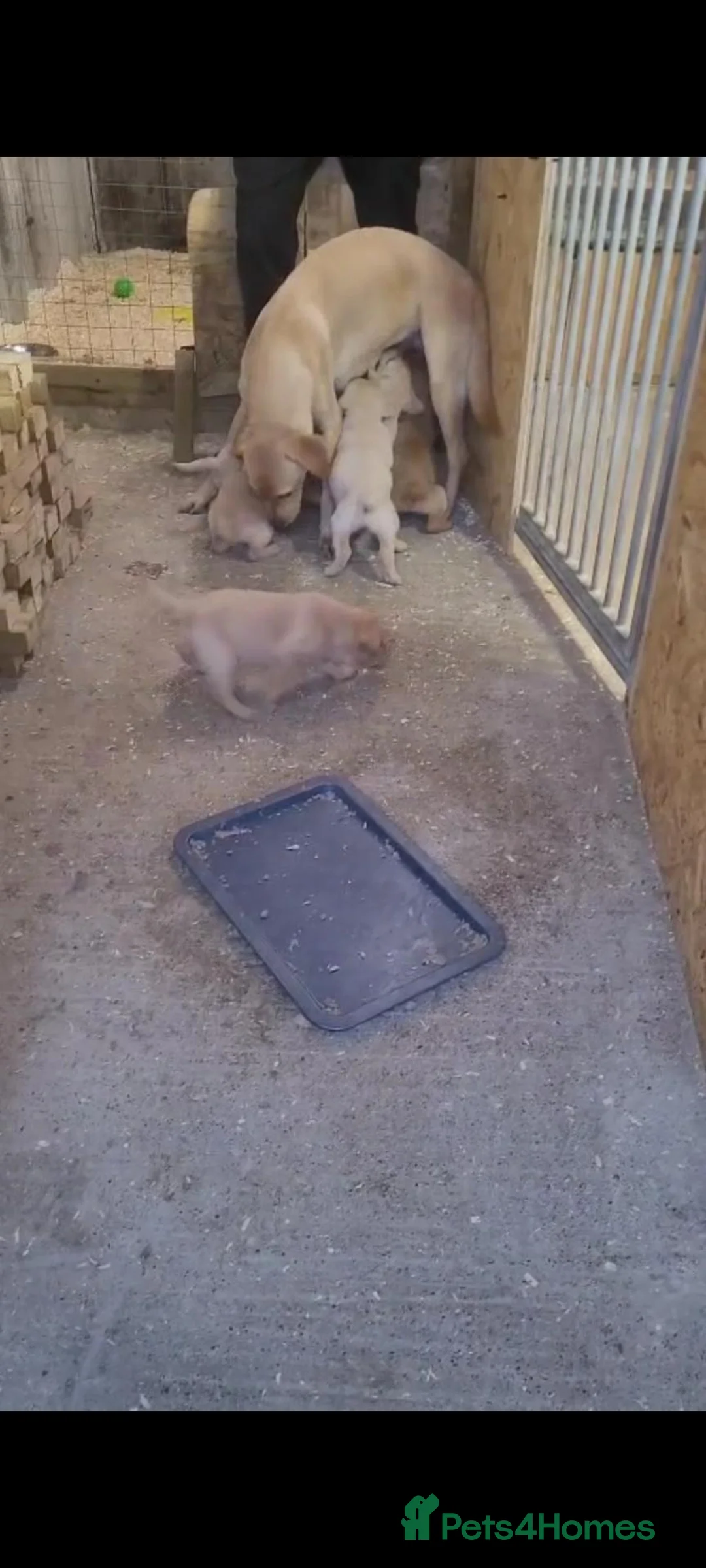 Labrador Retriever dogs for sale: Labrador puppies - Advert 9