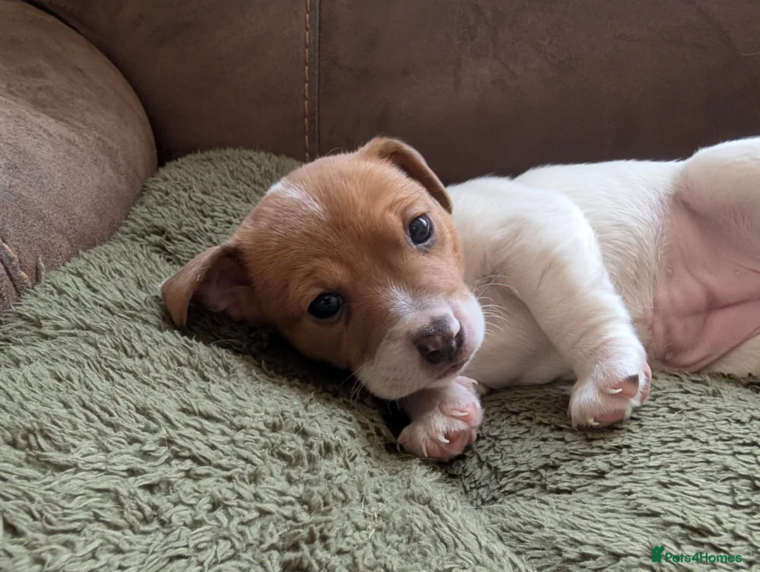 Jack Russell dogs for sale: Jack Russell Puppies, Ready 20th March - Advert 14