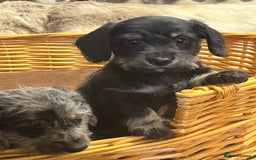 Mixed Breed dogs for sale: Adorable Daxi Jacks - Image 10