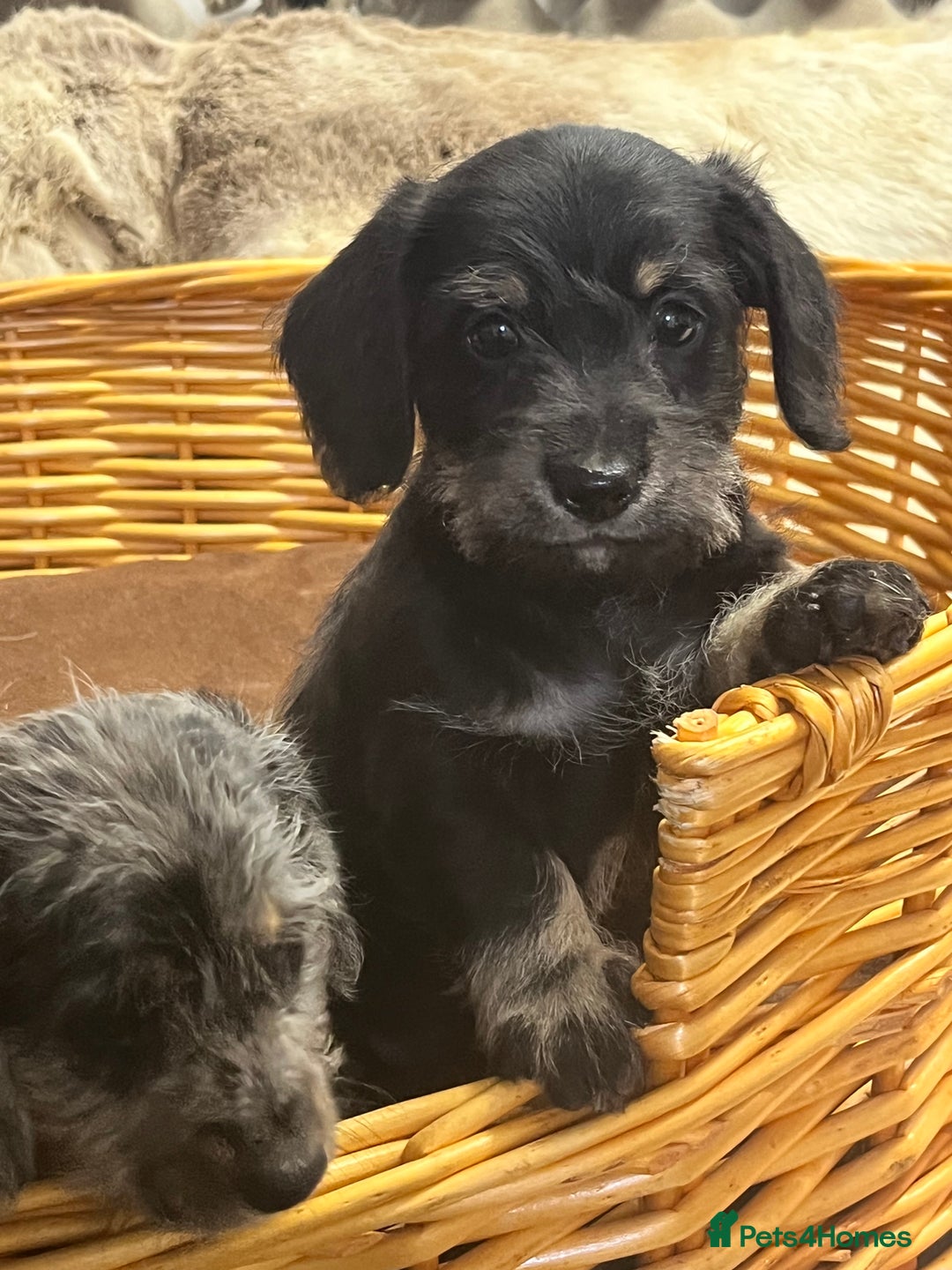 Mixed Breed dogs for sale: Adorable Daxi Jacks - Image 10