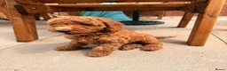 Labradoodle dogs for sale: Ready to leave Miniature Labradoodle puppies - Advert 10