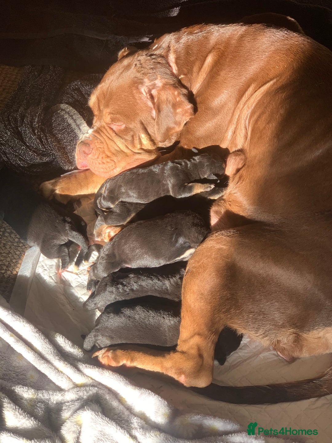 Mixed Breed dogs for sale: 4 stunning boys and 5 even more stunning girls - Advert 27